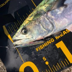 連日の釣果情報では…