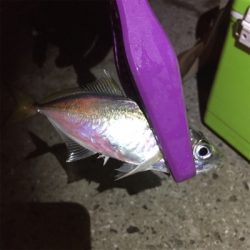 大阪湾奥アジング