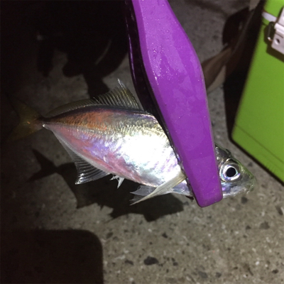 大阪湾奥アジング