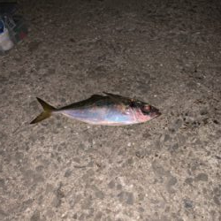 青岸でタチウオとアジが釣れました