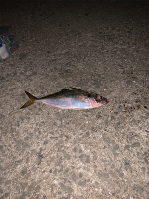 青岸でタチウオとアジが釣れました