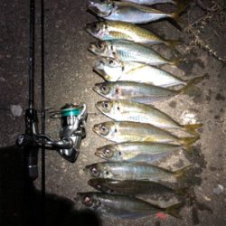 今宵もアジの仕入れに