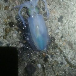 障泥烏賊2杯！イサキ1匹、カマス1匹、キジハタ1匹！