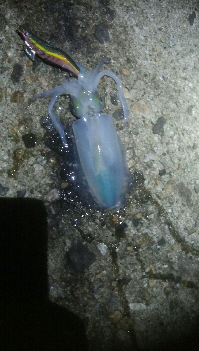 障泥烏賊2杯！イサキ1匹、カマス1匹、キジ…