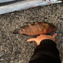 太刀魚　アコウ