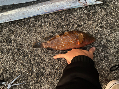 太刀魚　アコウ