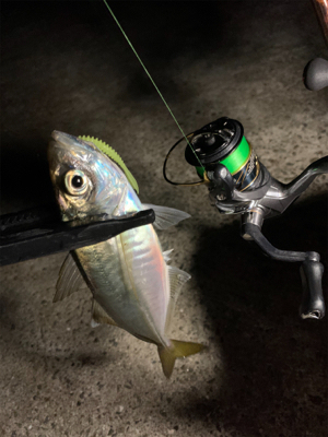 いつもよりは好釣果