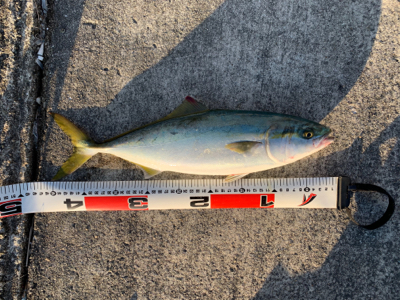 ライトショアジギング