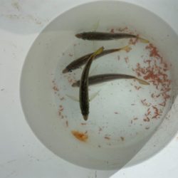 昼休みにサビキ釣り