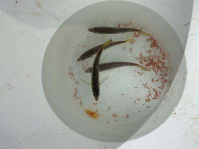 昼休みにサビキ釣り