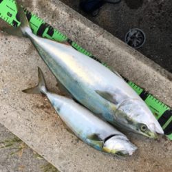 坊勢島の朝まずめ!青物ゲット♪GUNNING-STYLE