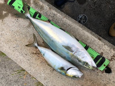 坊勢島の朝まずめ!青物ゲット♪GUNNING-STYLE