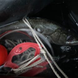 朝練のヒラスズキ!!潮まみれの一本!!