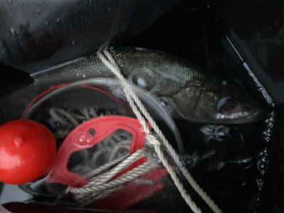 朝練のヒラスズキ!!潮まみれの一本!!