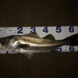 まあまあサイズ