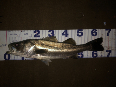 まあまあサイズ