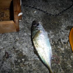 虫ヘッドアジング