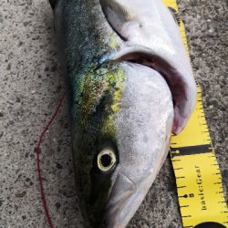 ラストの1投でメジロ