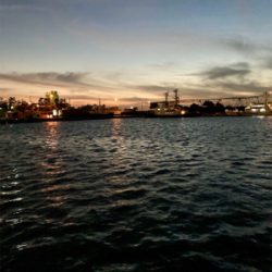 今年のアジング納め