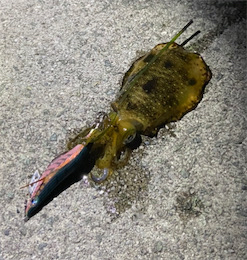 時合に入り連発!!