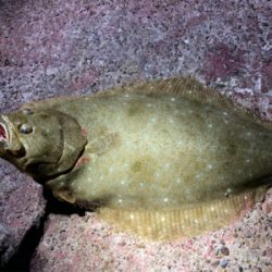 ダイソージグでヒラメ