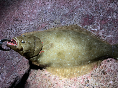 ダイソージグでヒラメ