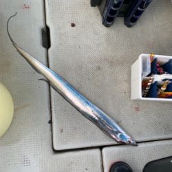 タチウオジギング