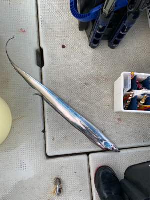 タチウオジギング