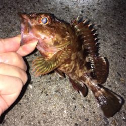 明石ライトゲーム