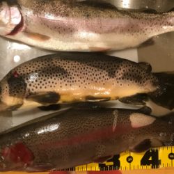 今季初トラウト