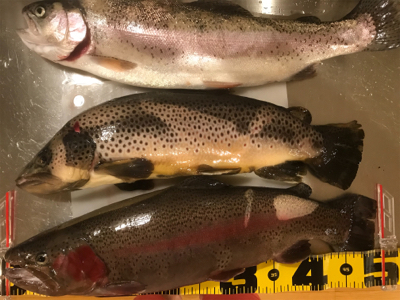 今季初トラウト