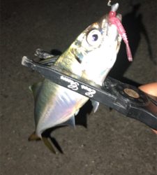 エギングのちアジング