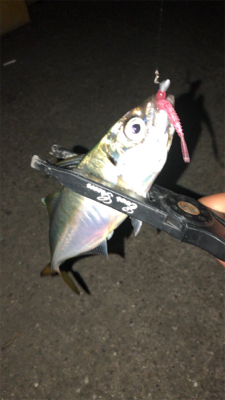 エギングのちアジング