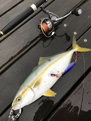 ☆雨にも負けず