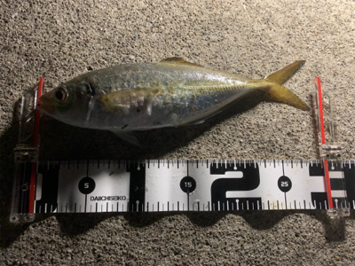 ベイトアジングの道⑨