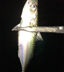 アジングナイト