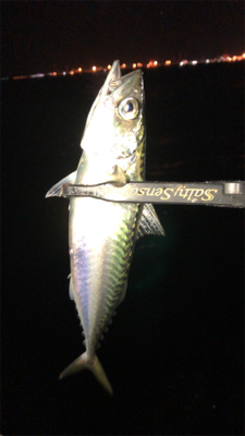 アジングナイト