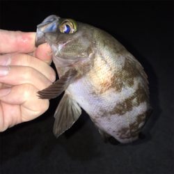 明石でアジ・メバル