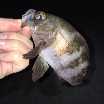 明石でアジ・メバル