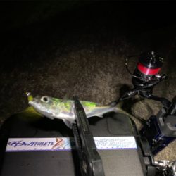 例年より魚の少ない大阪湾奥