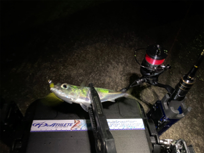 例年より魚の少ない大阪湾奥