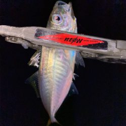 スプリットリグでアジング