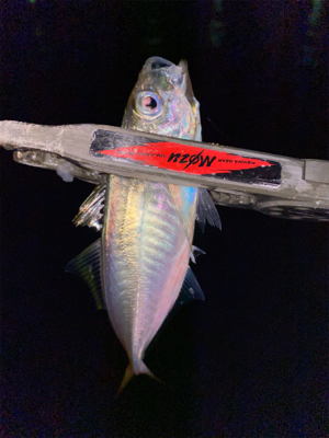 スプリットリグでアジング