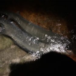 70アップのヒラスズキをゲット!