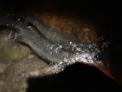 70アップのヒラスズキをゲット!