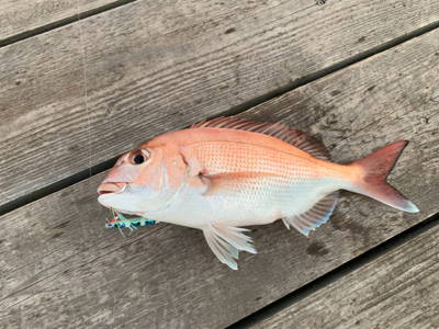 タチウオ再来襲