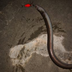 爆風の中なんとか四目達成