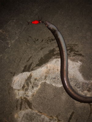 爆風の中なんとか四目達成