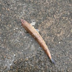 タチウオ とエギング