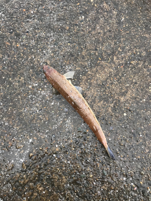 タチウオ とエギング